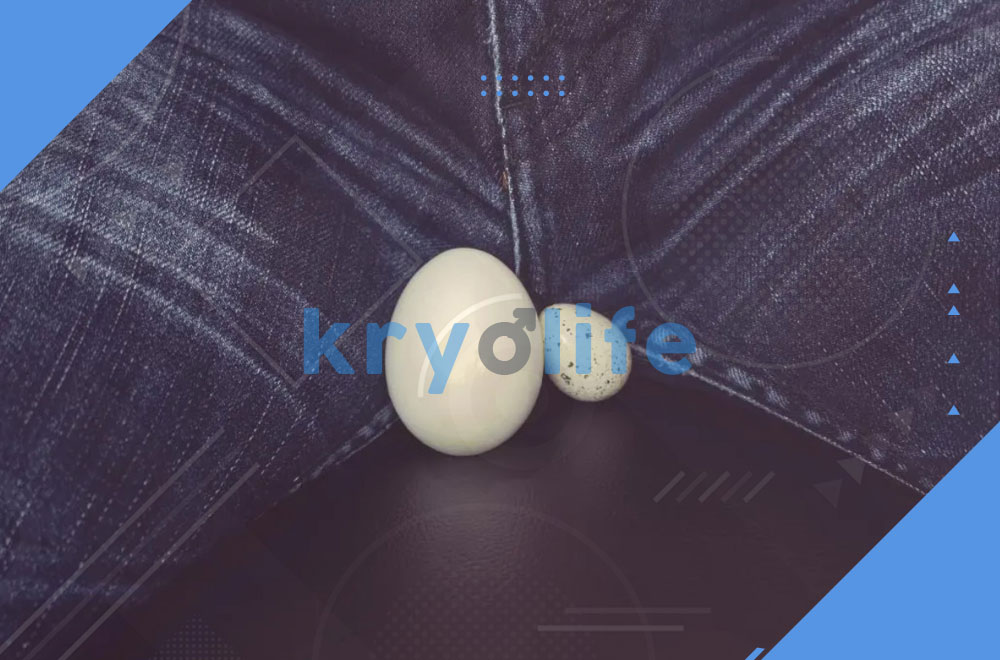 Testicle Size Why It Matters And How To Increase It Kryolife Health 